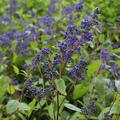 Ceanothus delilianus 'Henry Desfosse' mit dunkelblauen Bl�ten, S�ckelblume