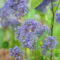 S�ckelblume 'Marie Bleu' Ceanothus delilianus 'Marie Bleu'