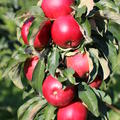 S�ulenapfel Malini� Gracilis�