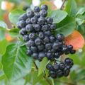 Schwarze Apfelbeere 'Nero', Aronia x prunifolia, Aronia melanocarpa