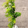 Seiden-Blauregen 'Shiro Beni' (Wisteria brachybotrys 'Shiro Beni')