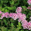 Spiraea japonica Little Princess Spierstrauch Bl�ten