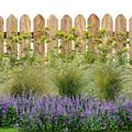 Staudenbeet Zeichnung 'gelb-violette Harmonie' - In der dargestellten Zeichnung werden alle Pflanzen bl�hend gezeigt, was nat�rlich nicht realistisch ist. Tats�chlich ist die Pflanzenliste so gew�hlt, dass �ber einen langen Zeitraum immer etwas bl�ht.
