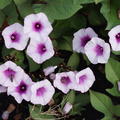 Ziers�sskartoffel Sugabeauty� 'Blooming Lady'�, Ipomoea batatas