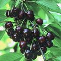S�sskirsche 'Giorgia' Prunus avium 'Giorgia'