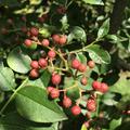 Szechuan Pfeffer Pflanze Zanhoxylum piperitum