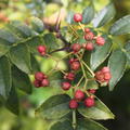 Szechuan Pfeffer Pflanze Zanthoxylum schinifolium