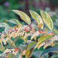 Traubenheide 'Rainbow' Leucothoe fontanesiana 'Rainbow'
