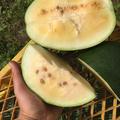 Wassermelone 'Solopoly' (M 12) Saatgut BIO