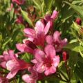 Weigela florida 'Picobella Rosa' Weigelie