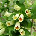 Weigelie Gold-Weigelie