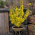 Zwerg-Forsythie, Goldl�ckchen, 'Nimbus' - Forsythia intermedia 'Nimbus'