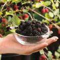 Zwerg-Maulbeere 'Mojo Berry' (Morus rotundiloba)