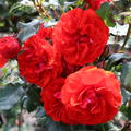 kr�ftiges St�mmchen Rose Remembrance
