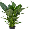 Spathiphyllum 'Silvana', Busch, im 19cm Topf, H�he 90cm, Breite 70cm