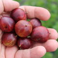 Nibbling-Fr�chte in einer Hand