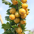 Stachelbeere Lubera Crispa Solemio, korr
