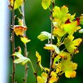Stachelbeere Crispa� Solemio�, Ribes uva crispa