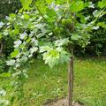Stachelbeeren Hochstamm Easycrisp� Lady Sun (fast) dornenlos, Ribes uva crispa