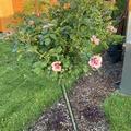 Stammrose 'Sweet Babylon Eyes'�, Rosa 'Sweet Babylon Eyes'�