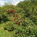 Die Ernte der roten Kirschfr�chte naht, sie h�ngen reif am Strauch