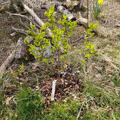 Strauchkirsche Romeo, Prunus hybr.