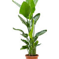 Strelitzia nicolai (120-140), Tuff, im 24cm Topf, H�he 130cm, Breite 60cm