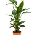 Strelitzia nicolai, Tuff, im 26cm Topf, H�he 110cm, Breite 70cm
