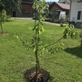 S�sskirsche Giorgia, Prunus avium