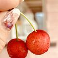 S�sskirsche 'Lapins', Prunus avium