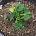 S�sskartoffel Sugaroot� 'White', Ipomoea batatas