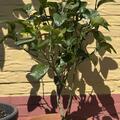 Switrus� Grapefruit 'Trifeola', Citrus x tangelo 'Minneola' x Poncirus trifoliata