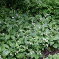 Symphytum grandiflorum