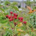 Szechuan Pfeffer Schinifolium, Zanthoxylum schinifolium