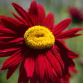 Tanacetum cocc. 'Robinsons Rot'