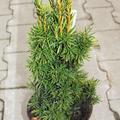 Gold-S�uleneibe 'Fastigiata Aureomarginata'