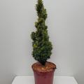 Eibe, S�ulen-Eibe 'David'