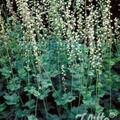 Tellima grandiflora, Staude, P�ppel