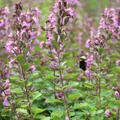 Bl�tengruppe
