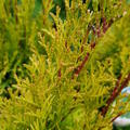 Thuja occ. Golden Smaragd
