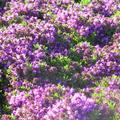 Thymus doerfleri 'Bressingham Seedling'