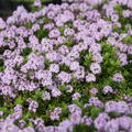 Thymus longicaulis 'Odoratus'