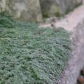 Thymus praecox var. pseudolanuginosus