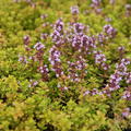 Thymus x citriodorus Golden Dwarf