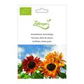 Sonnenblume, Samt-K�nigin