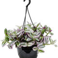 Tradescantia albiflora 'Nanouk', Ampel, im 20cm Topf, H�he 30cm, Breite 35cm