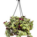 Tradescantia zebrina, Ampel, im 20cm Topf, H�he 25cm, Breite 35cm