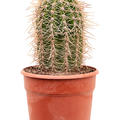 Trichocereus terschechii, im 27cm Topf, H�he 55cm, Breite 20cm