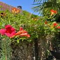 Trompetenwinde, orange-rote Trompetenwinde 'Mme Galen', Campsis tagliabuana 'Mme Galen'