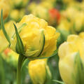 Gef�llte Tulpe 'Akebono'